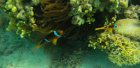 Pesci pagliaccio con l'anemone