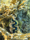 Tridacna